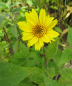 Preview: Stauden-Sonnenblume Meteor 1