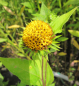Preview: Stauden-Sonnenblume Meteor 3