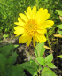 Preview: Stauden-Sonnenblume Meteor 2