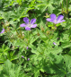 Preview: Geranium sylvaticum Mayflower 2
