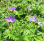 Preview: Geranium sylvaticum Mayflower 1