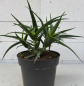 Preview: Aloe striatula 4