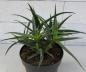 Preview: Aloe striatula 1
