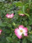 Preview: Strauchrose Bukavu 2