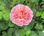 Preview: Strauchrose Eustacia Vye 1