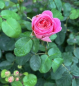 Preview: Strauchrose Eustacia Vye 3