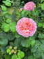 Preview: Strauchrose Eustacia Vye 2