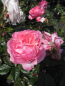 Preview: Strauchrose Herkules 1