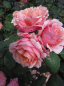 Preview: Rosa Institut Lumiere 3