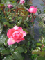 Preview: Strauchrose Kölner Flora 3