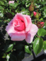 Preview: Strauchrose Lancelot 1
