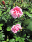 Preview: Strauchrose Lancelot  2