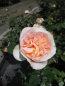 Preview: Strauchrose Matthias Claudius 1