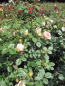 Preview: Strauchrose Matthias Claudius 3