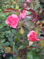 Preview: Strauchrose Romanze 4