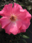 Preview: Strauchrose Romanze 1