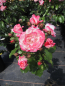 Preview: Strauchrose Rosenstadt Freising 1
