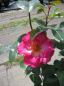 Preview: Strauchrose Tourmaline 3