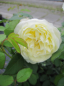 Preview: Strauchrose Vanessa Bell 2