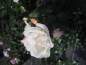 Preview: Strauchrose Weiße Wolke 1