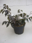Preview: Styrax japonicus Snowbell 3