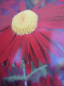 Preview: Tanacetum coccineum Robinsons Red 1