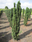 Preview: Taxus baccata fastigiata Robusta 1