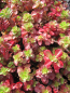 Preview: Teppich Pfeffer Purpurteppich 1