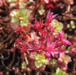 Preview: Teppich Pfeffer Purpurteppich 2