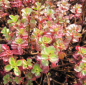 Preview: Teppich-Pfeffer Purpurteppich - Teppich-Fettblatt - Sedum spurium Purpurteppich