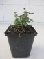 Preview: Teucrium chamaedrys 2
