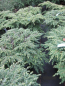 Preview: Tsuga canadensis gracilis2