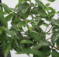 Preview: Hochstamm Silberulme Variegata 1