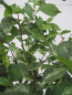 Preview: Hochstamm Silberulme Variegata 3