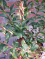 Preview: Vaccinium corymbosum Lucky Berry - Heidelbeere Lucky Berry