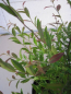 Preview: Vaccinium griffithianum2