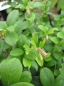 Preview: vaccinium  vitis idea miss cherry 2