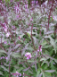 Preview: Verbena officinales variegata grandiflora Bampton 2