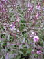 Preview: Verbena officinales variegata grandiflora Bampton 1