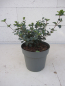 Preview: Viburnum Fairy Stars 3