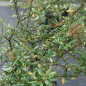Preview: Viburnum parvifolium 2