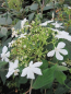 Preview: Viburnum plicatum Watanabe 2