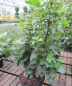 Preview: Viburnum tinus Lisarose Loren 2