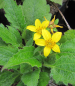 Preview: Chrysogonum virginianum 1