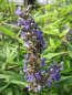Preview: Vitex agnus castus Delta Blues