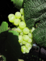 Preview: Vitis vinifera Orangentraube 2