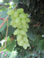 Preview: Vitis vinifera Centennial 2