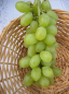 Preview: Vitis vinifera Late Pearl 2