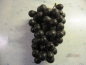 Preview: Weintrauben Venus Seedless