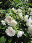 Preview: Wildrose White Grootendorst 1